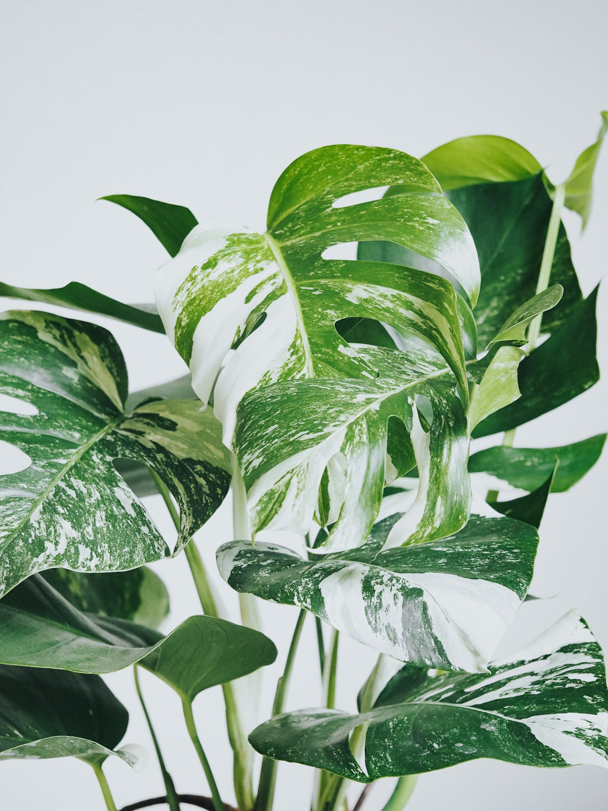 Monstera Variegata - Plantredo