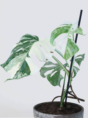 Monstera Variegata - Plantredo