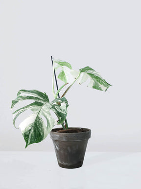 Monstera Variegata - Plantredo