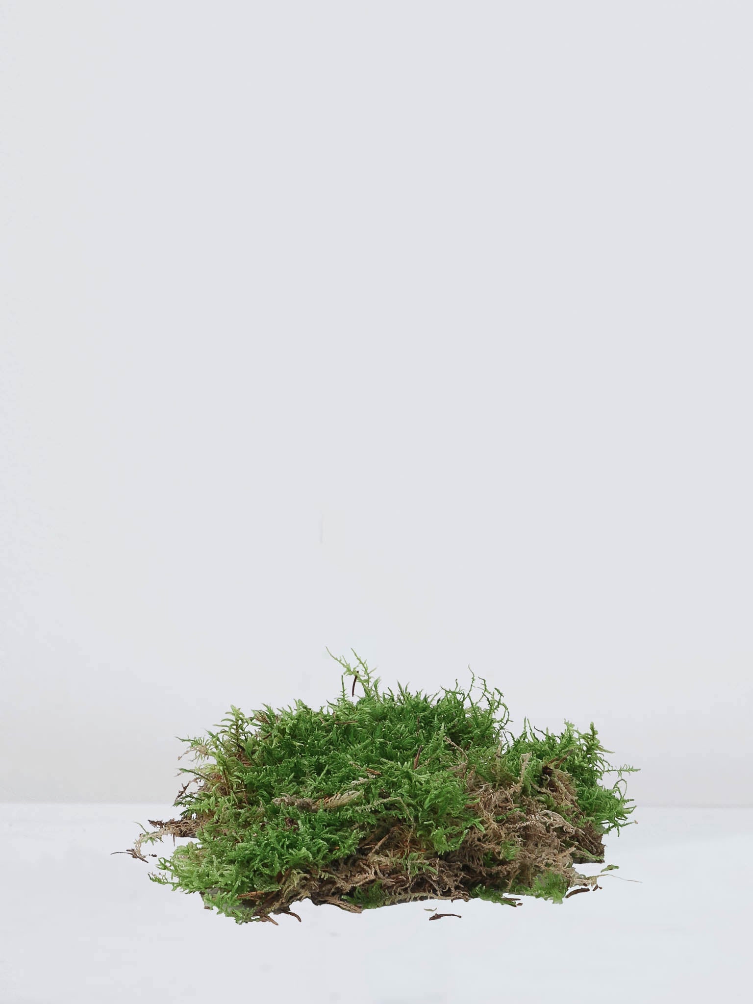 Mossa Grön - Plantredo