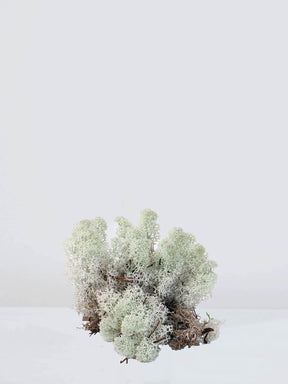 Mossa Vit - Plantredo