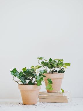 Murgröna - Plantredo