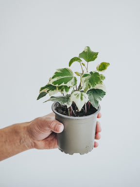 Murgröna Variegata - Plantredo