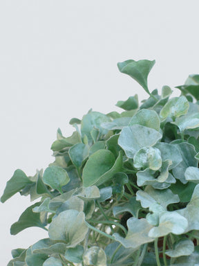 Njurvinda 'Silver Falls' - Plantredo