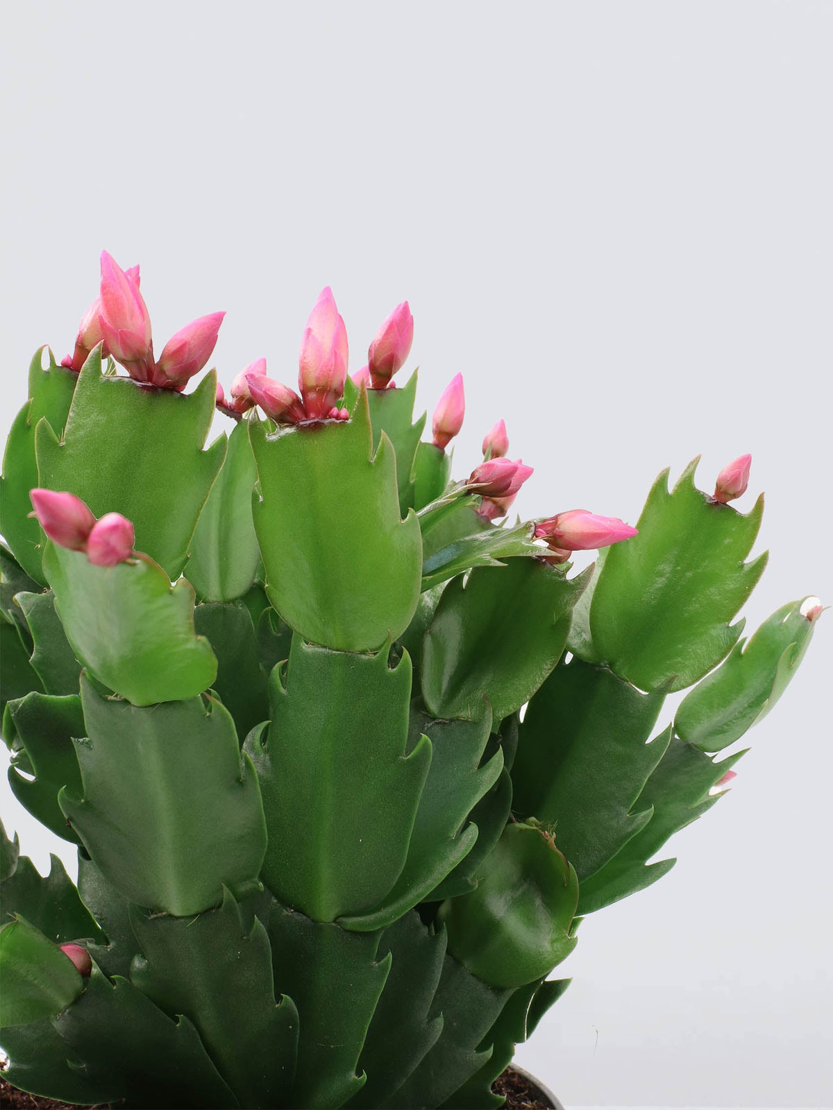 Christmas cactus covered with pink flower buds in November