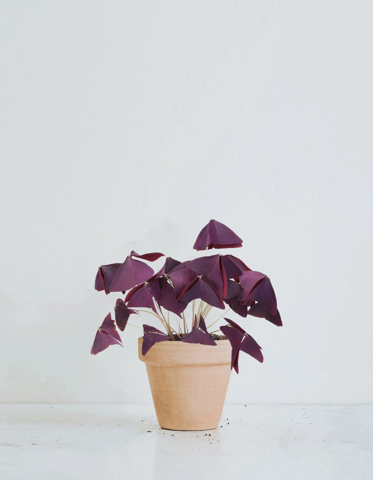 Oxalis triangularis - Plantredo