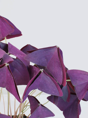 Oxalis triangularis - Plantredo