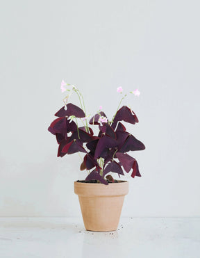 Oxalis triangularis - Plantredo