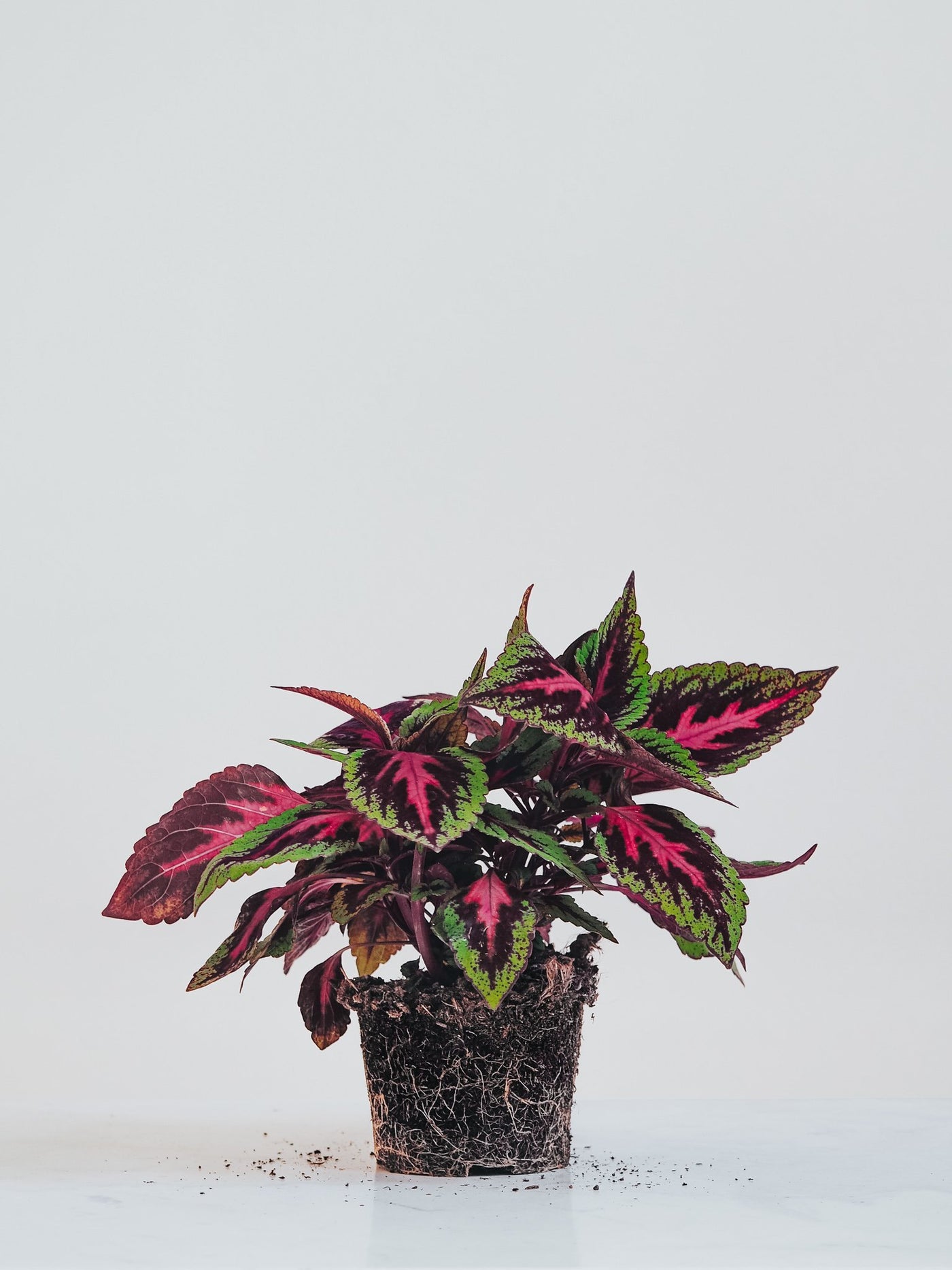 Palettblad Rosa - Plantredo