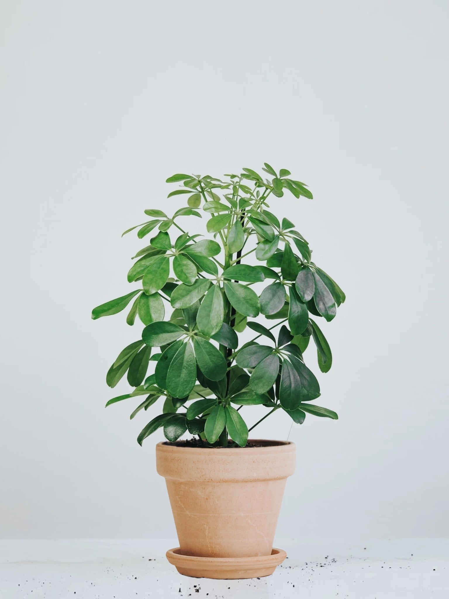 Paraplyaralia | Schefflera Arboricola | Köp Växter Online | Plantredo