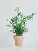 Parlor Palm - Plantredo