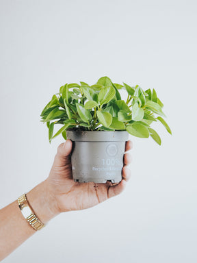 Peperomia Pixie Lime - Plantredo