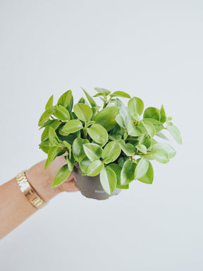 Peperomia Pixie Lime - Plantredo