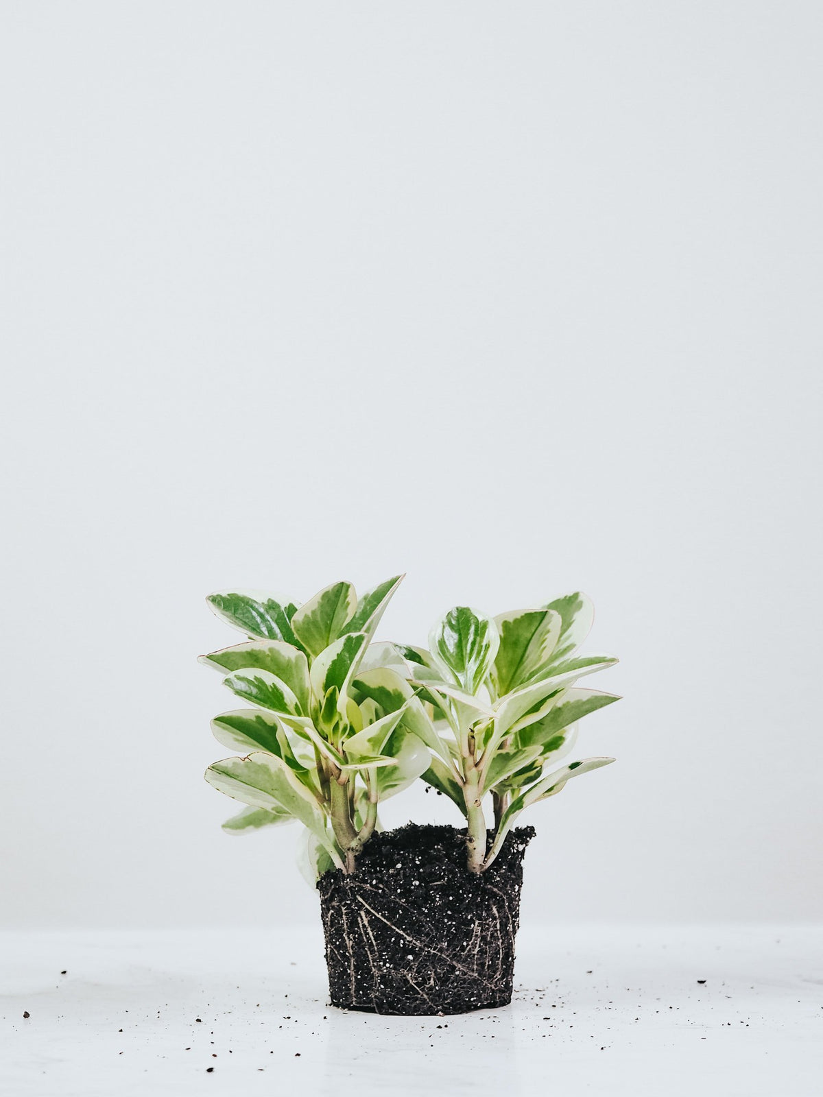 Peperomia Variegata - Plantredo