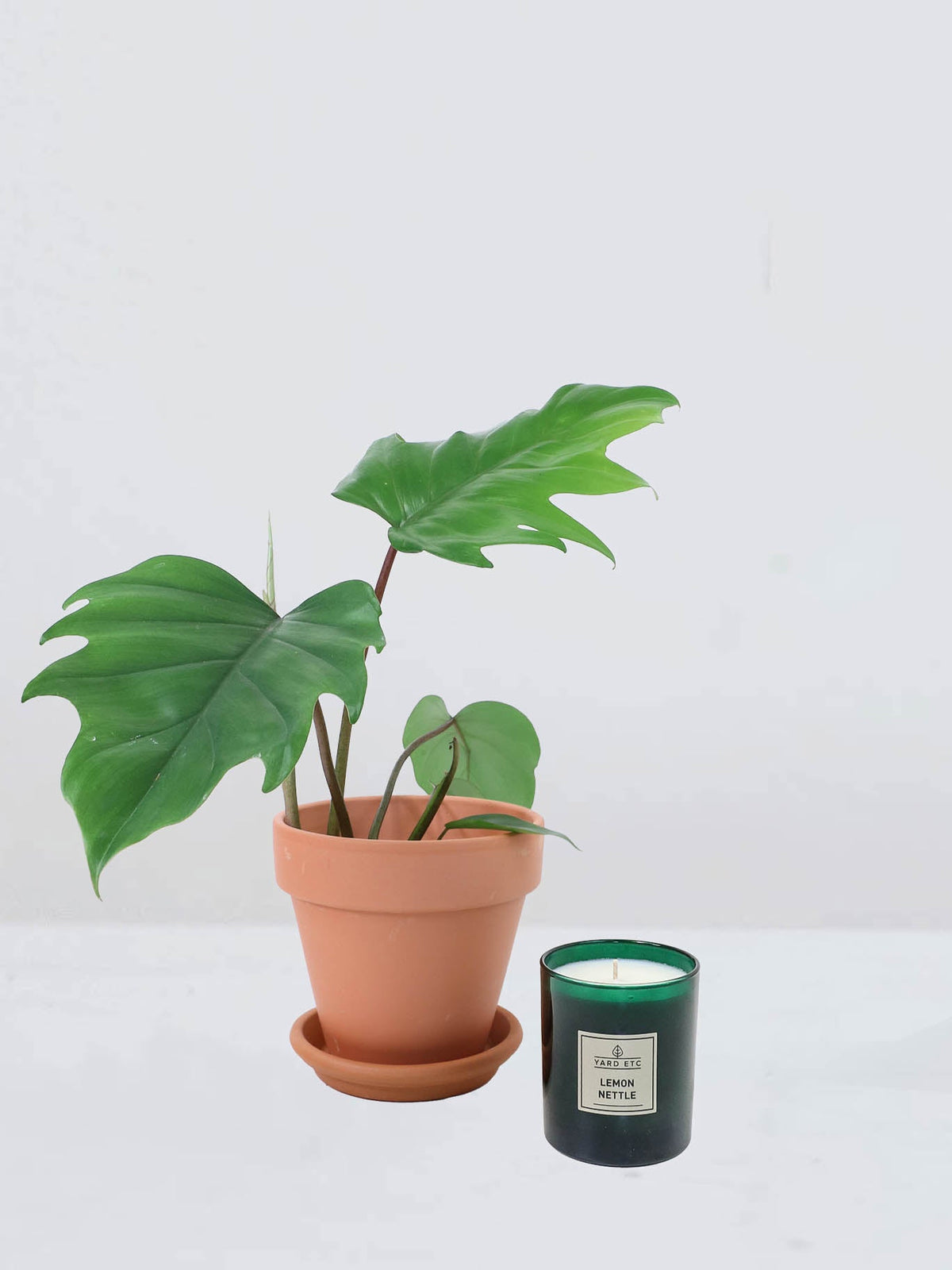 Philodendron mayoi - Plantredo