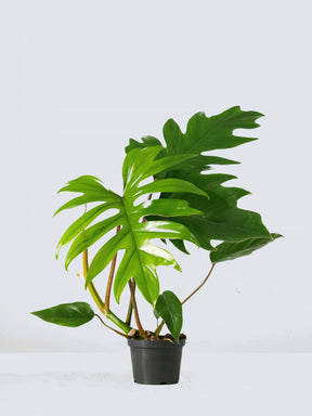 Philodendron mayoi - Plantredo