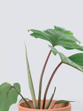 Philodendron mayoi - Plantredo