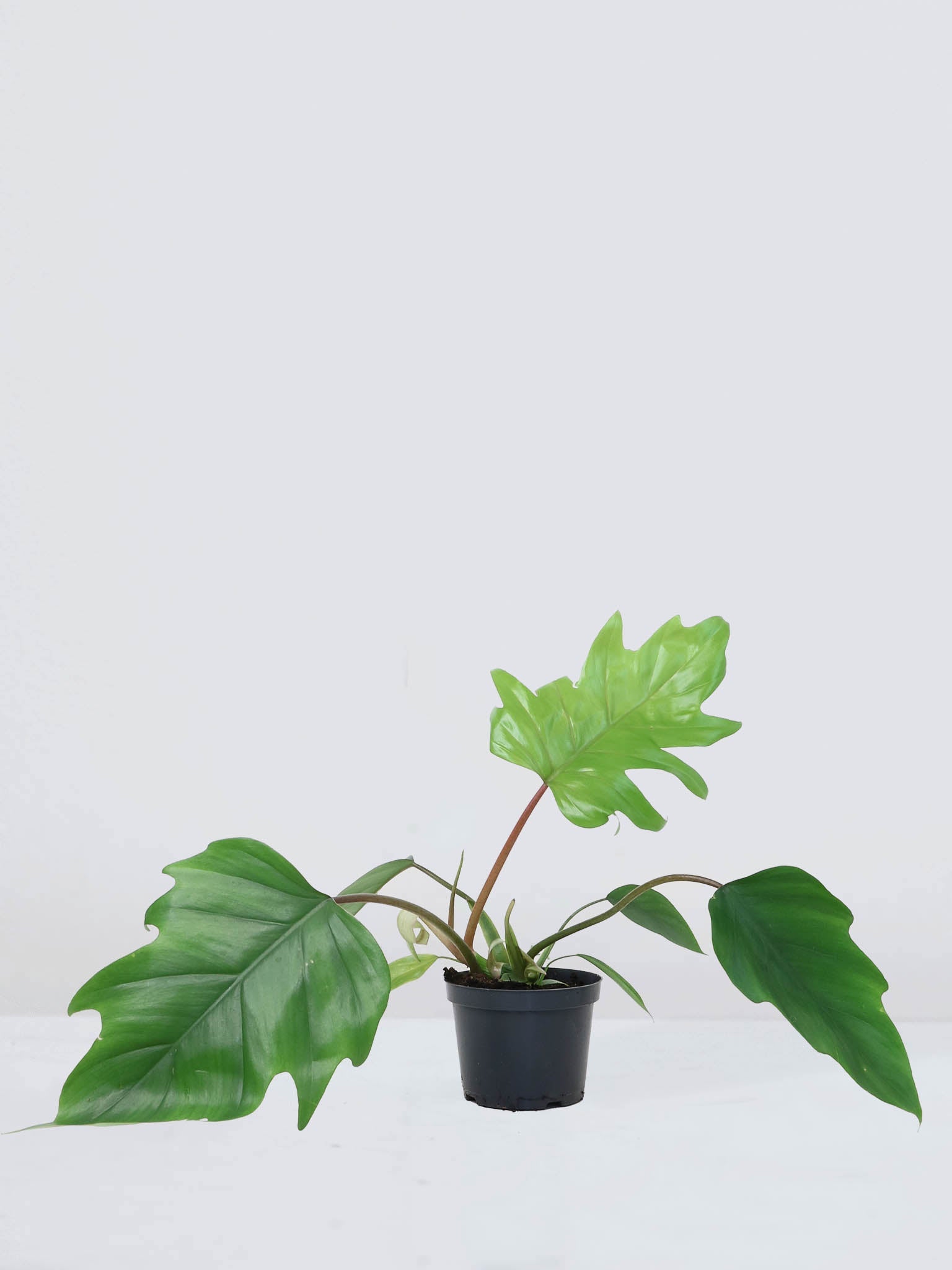 Philodendron mayoi - Plantredo