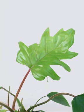 Philodendron mayoi - Plantredo