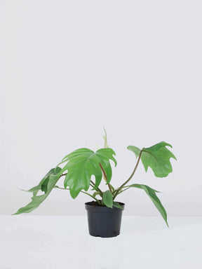 Philodendron mayoi - Plantredo