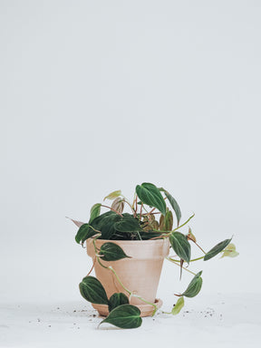Philodendron Micans - Plantredo