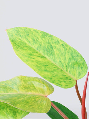 Philodendron 'Painted Lady' - Plantredo