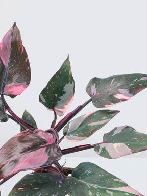 Philodendron 'Pink Princess' - Plantredo