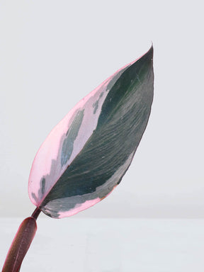 Philodendron 'Pink Princess' - Plantredo