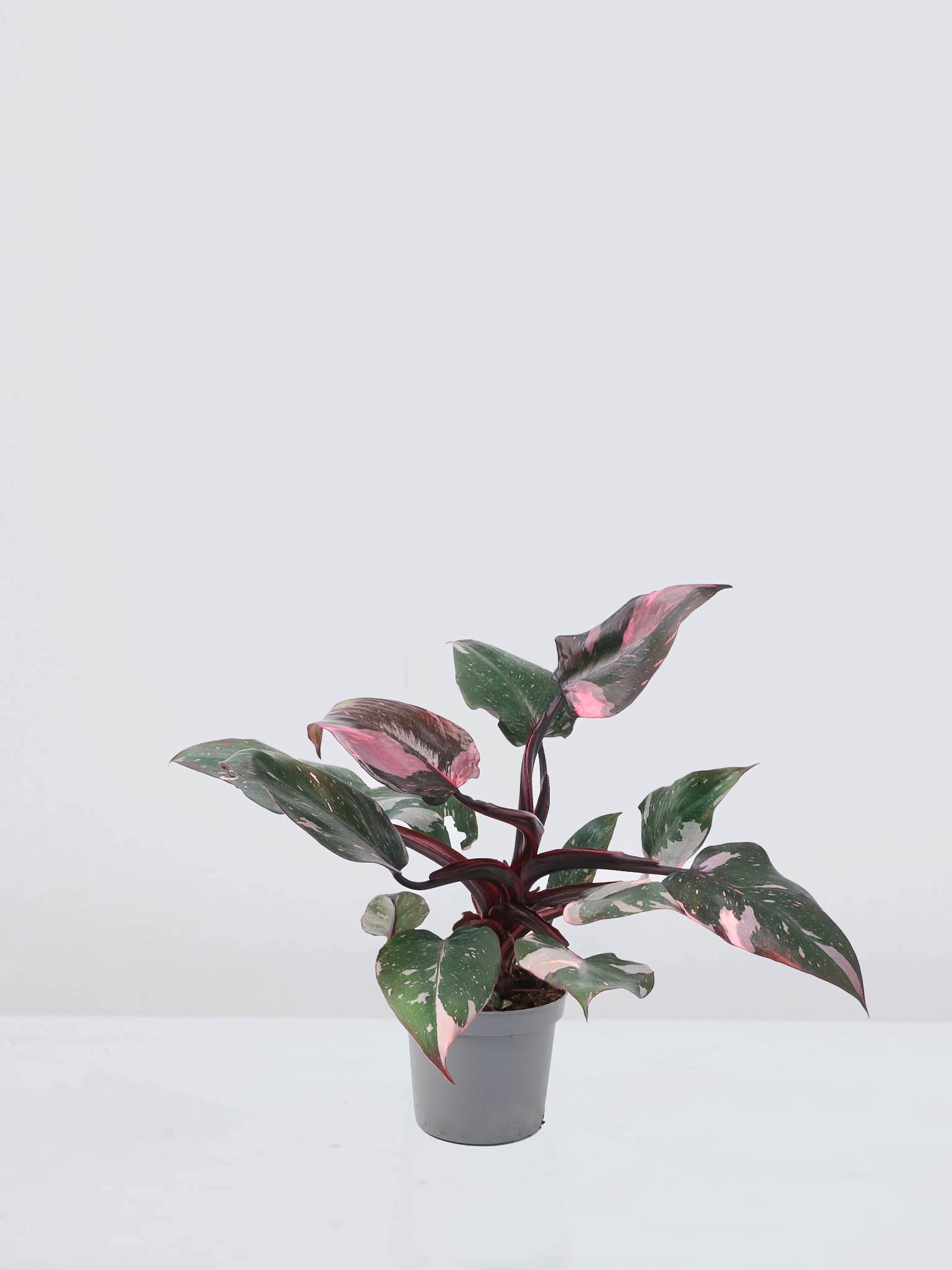Philodendron 'Pink Princess' - Plantredo