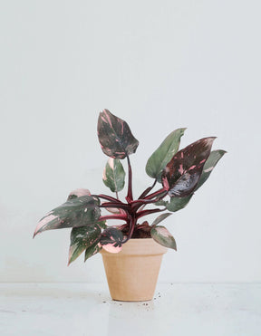 Philodendron 'Pink Princess' - Plantredo