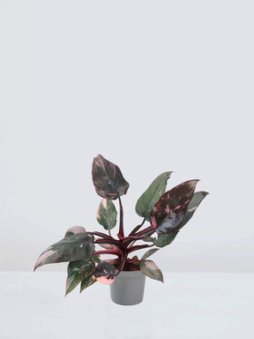 Philodendron 'Pink Princess' - Plantredo