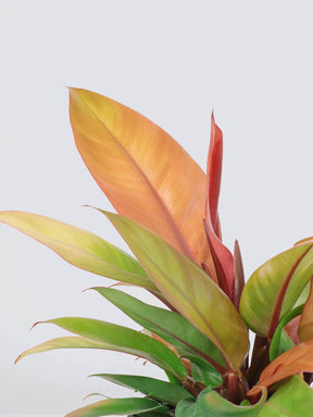 Philodendron 'Prince of Orange' - Plantredo