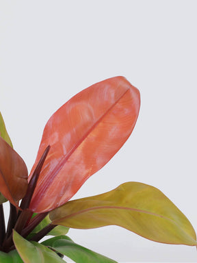 Philodendron 'Prince of Orange' - Plantredo