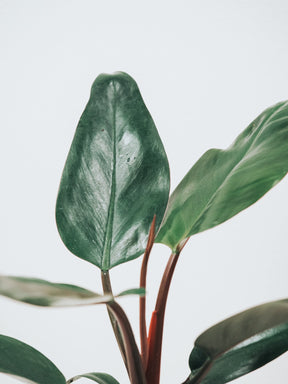 Philodendron Rojo Congo - Plantredo