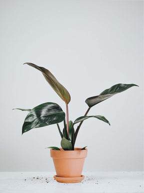 Philodendron Rojo Congo - Plantredo