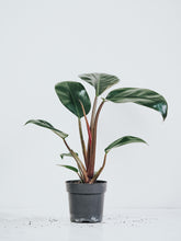 Philodendron Rojo Congo - Plantredo
