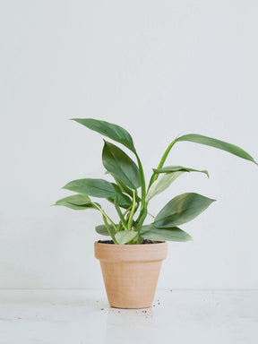 Philodendron 'Silver Sword' - Plantredo