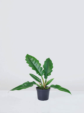 Philodendron 'Tiger Tooth' - Plantredo