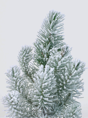 Pinea snö / Julgran med snö - Plantredo