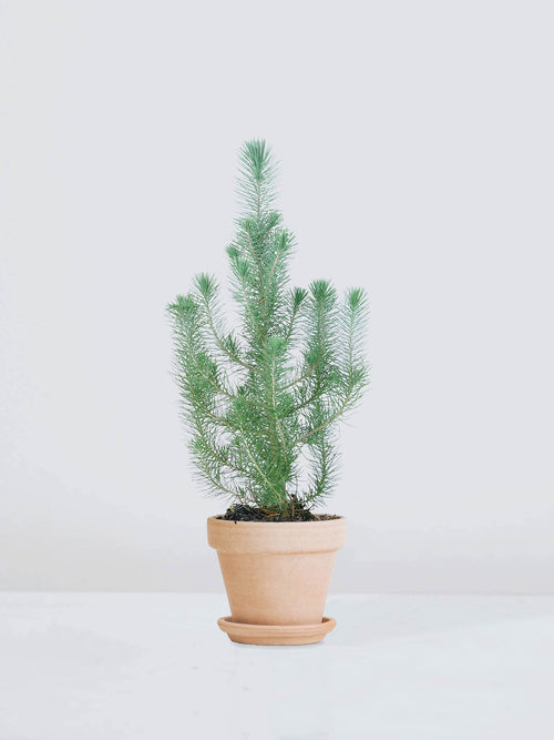 Pinje 'Silver Crest' | Köp Växter Online | Plantredo