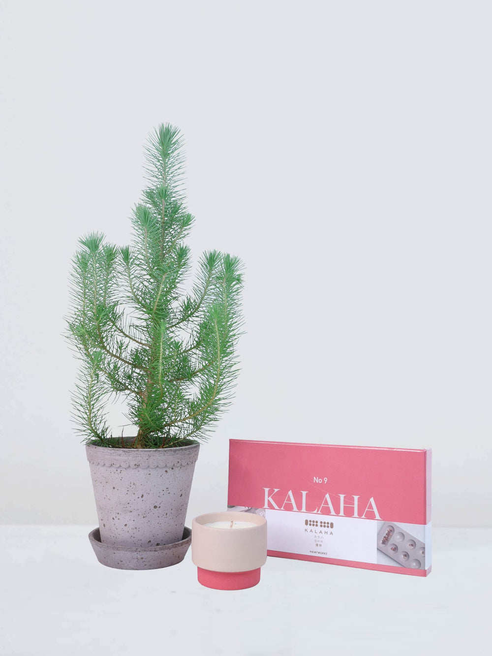Pinje 'Silver Crest' | Köp Växter Online | Plantredo