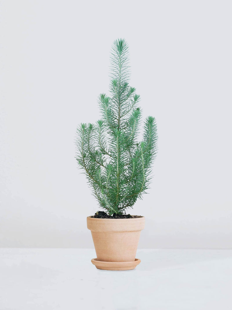 Pinje 'Silver Crest' | Köp Växter Online | Plantredo