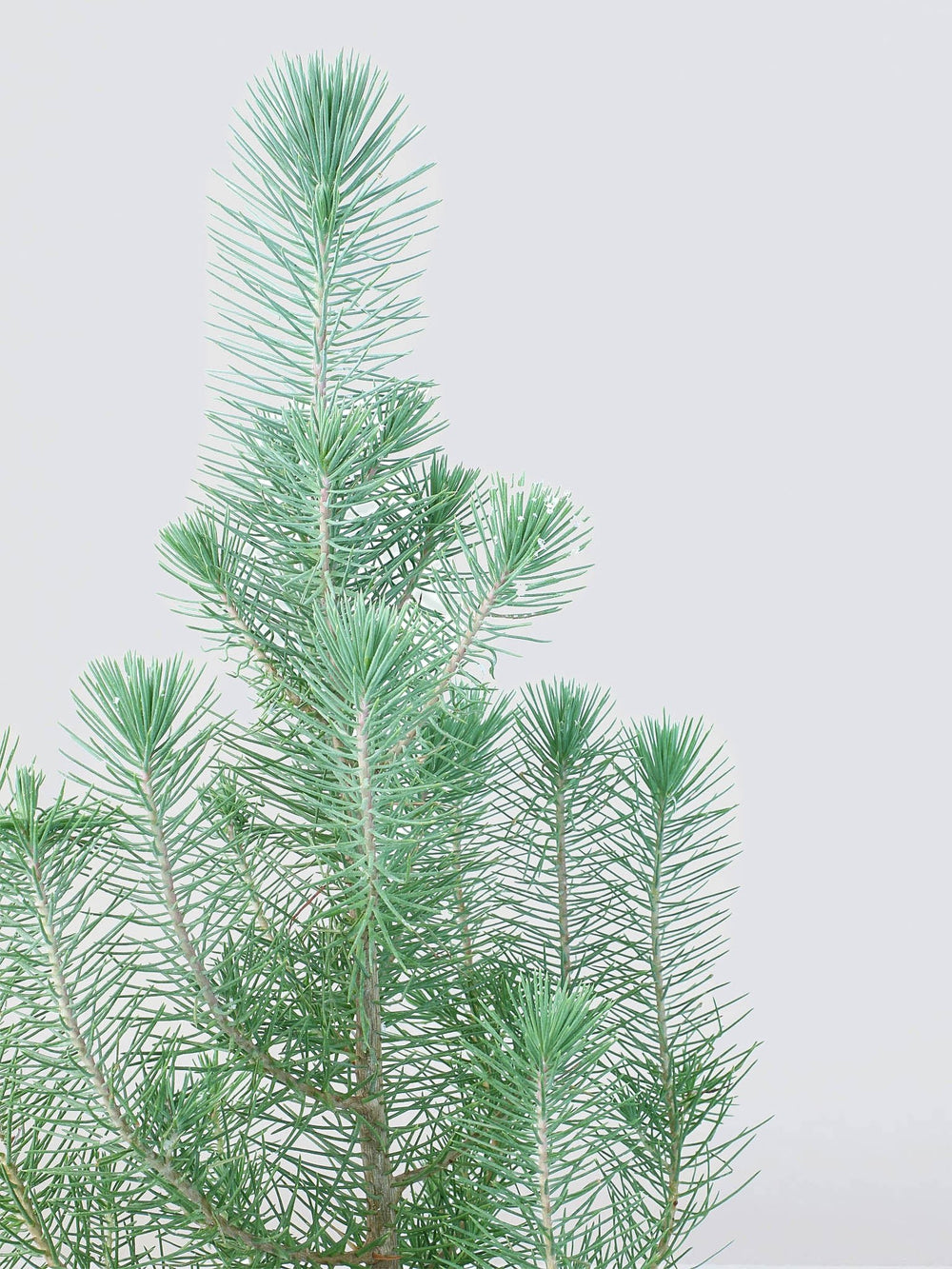 Pinje 'Silver Crest' | Köp Växter Online | Plantredo