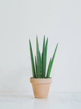 Pinnlilja - Plantredo