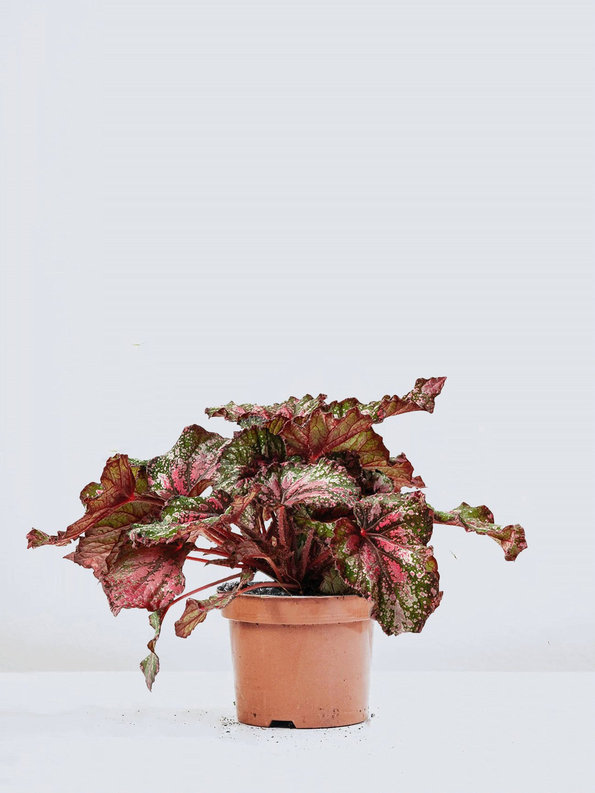 Rexbegonia Prickig - Plantredo