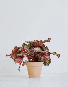 Rexbegonia Prickig - Plantredo
