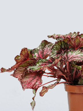 Rexbegonia Prickig - Plantredo