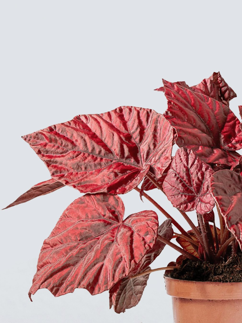 Rexbegonia Röd - Plantredo