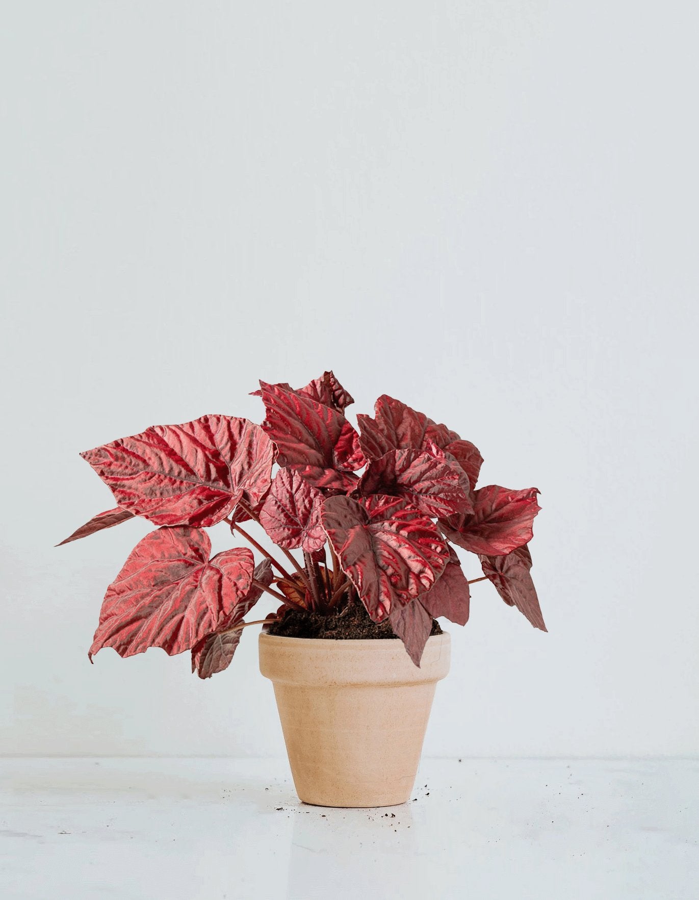 Rexbegonia Röd - Plantredo
