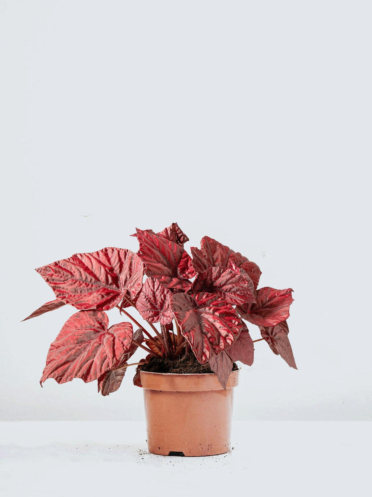 Rexbegonia Röd - Plantredo